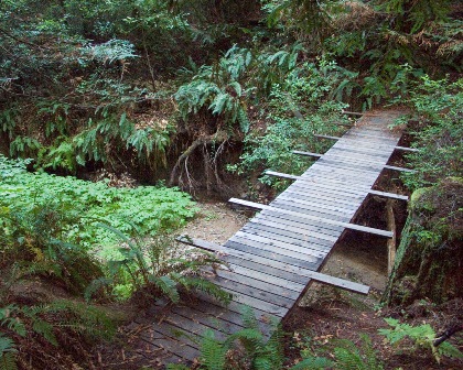 Trail